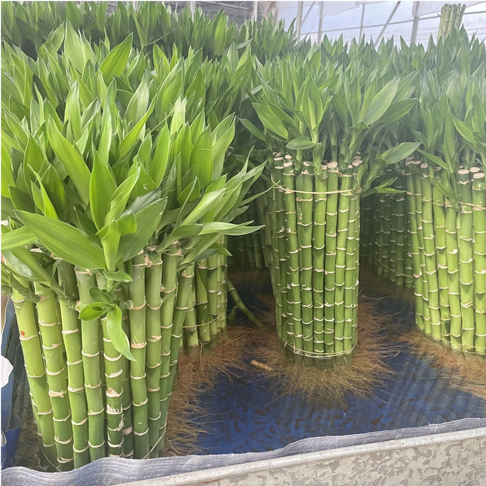 Stright Dracaena Sanderiana Live Flower Lucky Bamboo Stalks Wholesale Valentine Day Gift