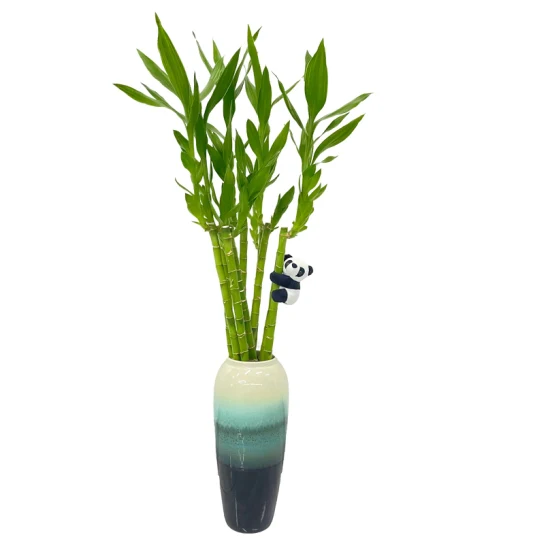 Stright Dracaena Sanderiana fleur vivante tiges de bambou chanceux cadeau de Saint Valentin en gros